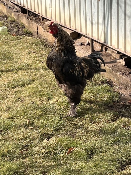 Продам петуха молодой