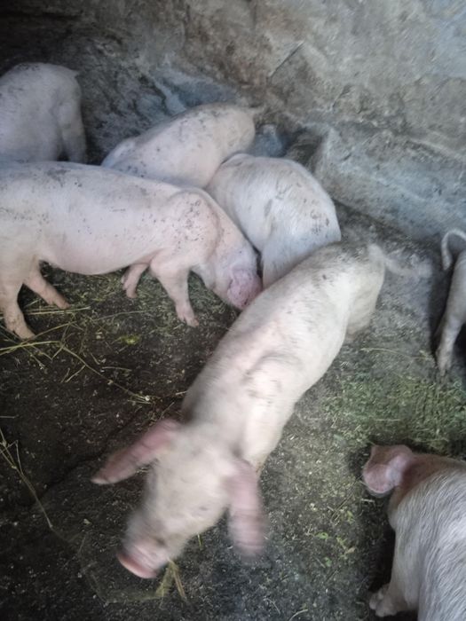 Продавам малко прасета