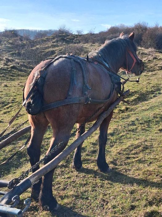 Vând iapa bună de ham