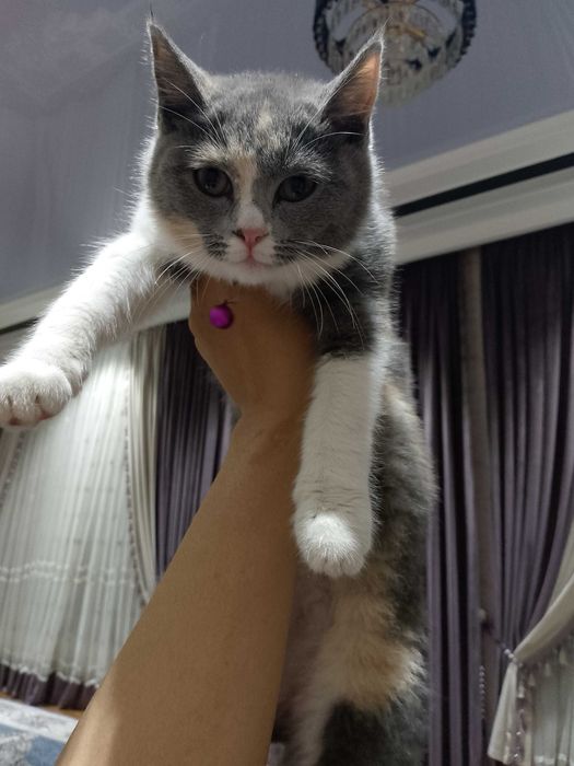 Skotish strayt 9 oylik qizaloq