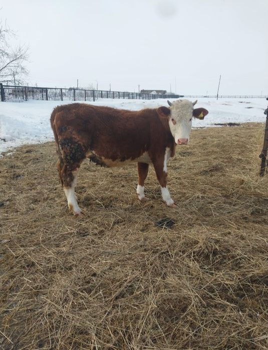 Продам 7 телок год и два месяца