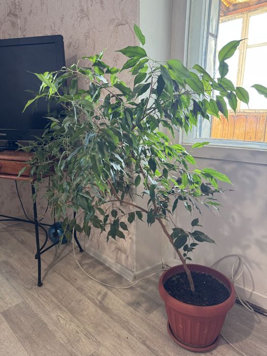 Продам комнатные цветы