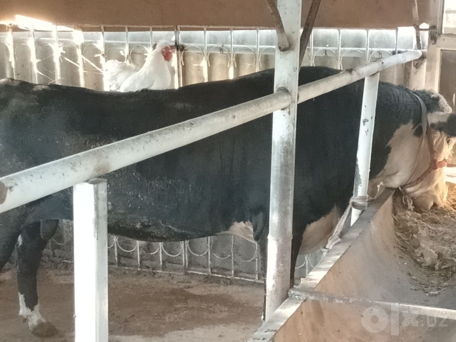 Miki Maus paroda sotiladi narhi kelishiladi
