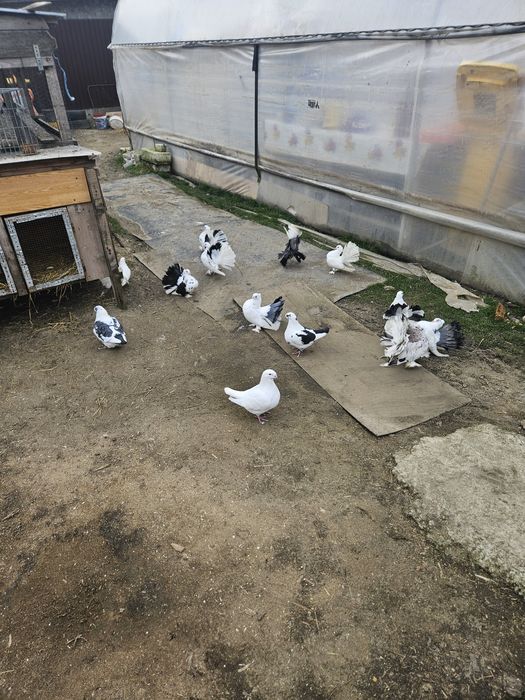 Vând porumbei Voltati indieni