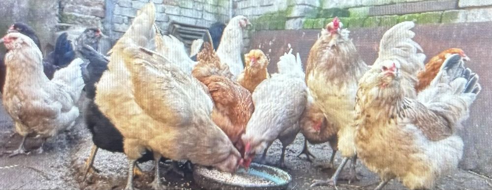 Кокошки, петли, декоративни, яйца холандска гащата руском шабо бантам амерокана