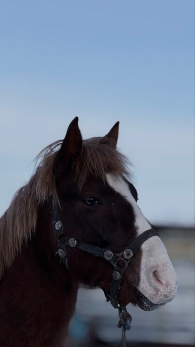 Доннен сатылады