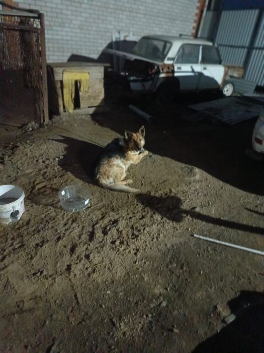 Срочно! Отдам нем.овчарка