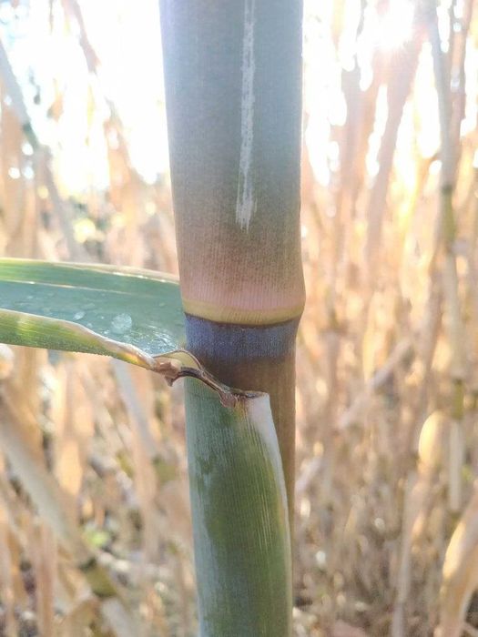 Rizomi Rasad Radacina Bambus - Arundo Donax