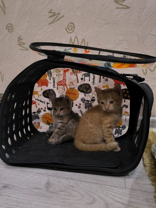 Отдам котят в добрые руки