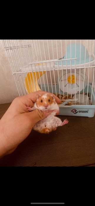 Хамяк сатлат клеткамен