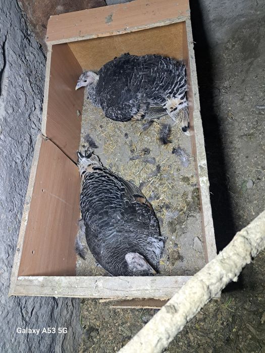 Damshni kurka 2 kundan beri yotibti