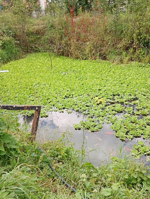 Ofertă. 20 buc . Zambile amazoniene , salata de Nil -pistia  .