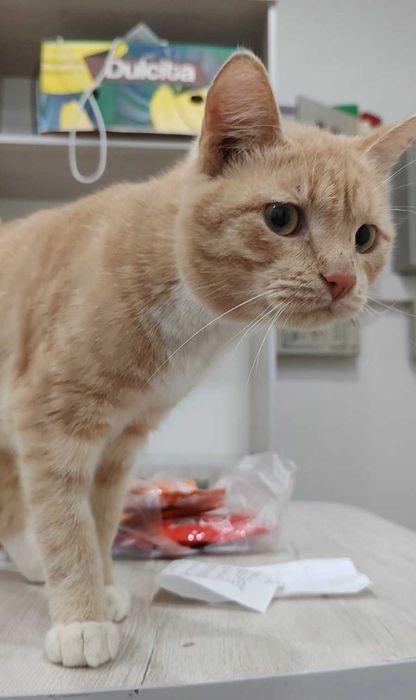 Персиковый котик ищет дом