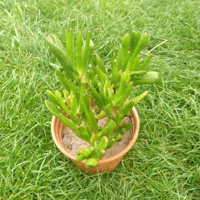 Крассула овата “Gollum”