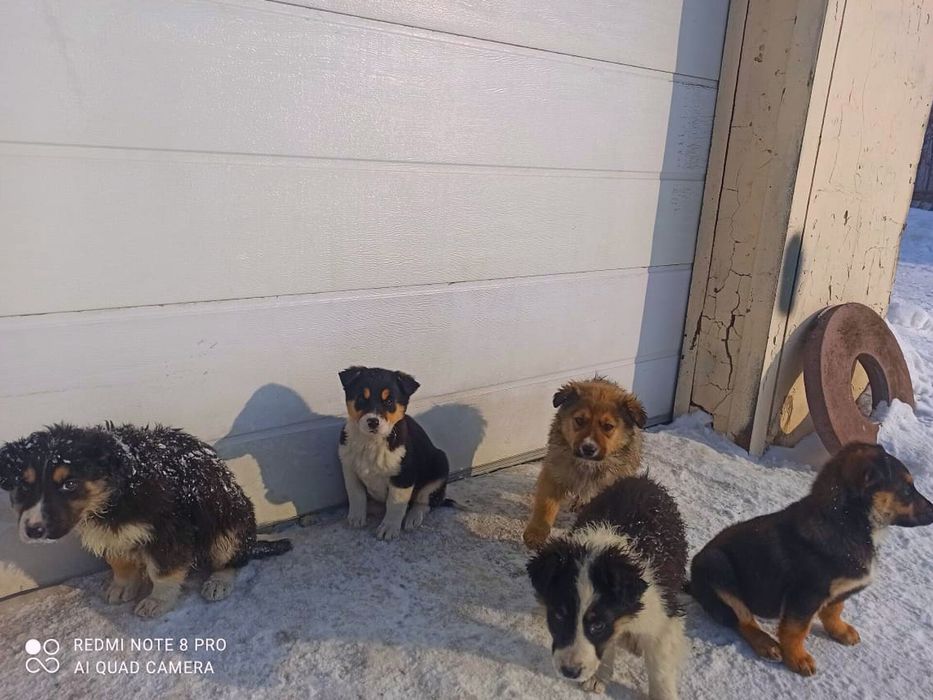 Щенята собака в добрые руки