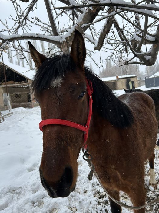 Аяқ қолы 100% соу