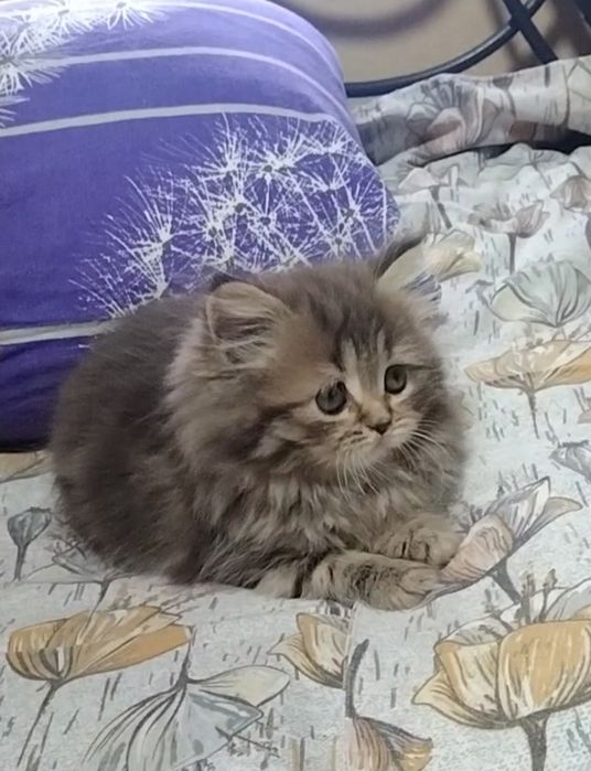 Шикарная Хайленд страйт. Девочка.