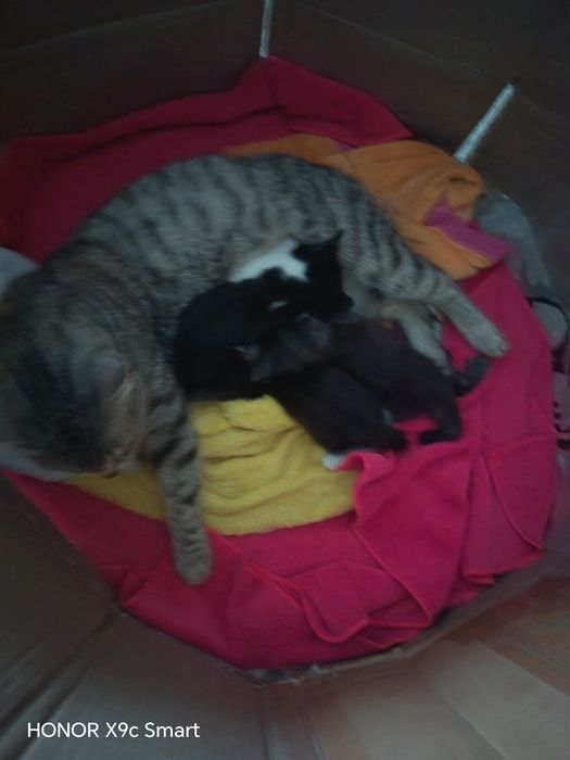 Отдам котят в добрые руки