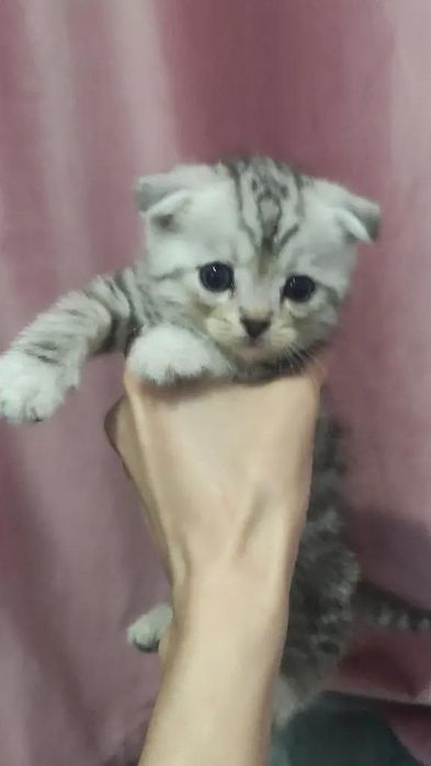 Шотландски котята 1.5 месяц