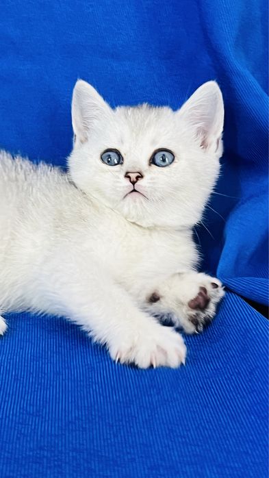 Британские короткошерстные серебристые  шиншиллы