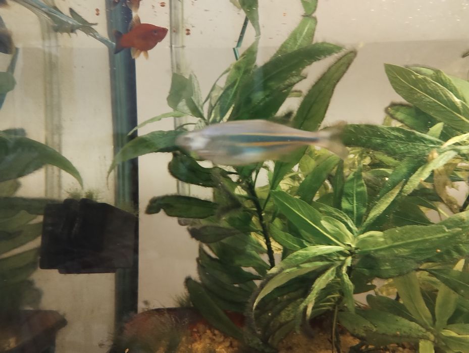 Декоративни рибки