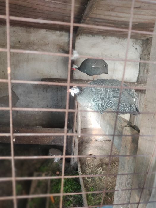 Продаю домашних курей