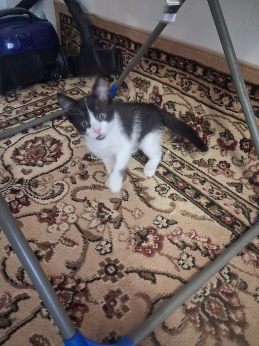 Отдам котёнка в добрые руки