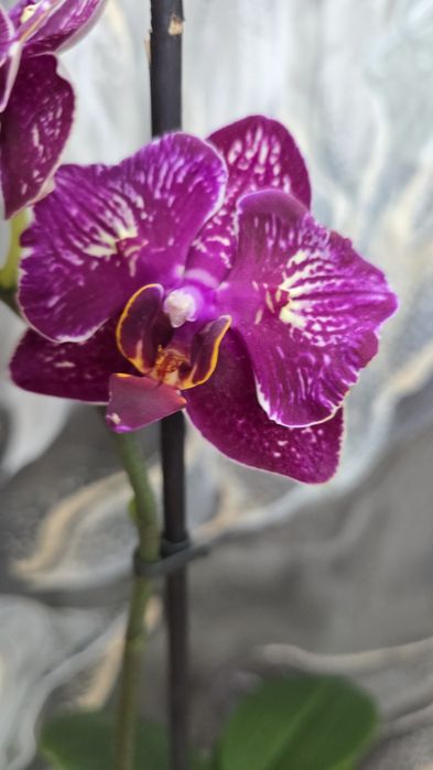 Сортовые орхидеи из Азии