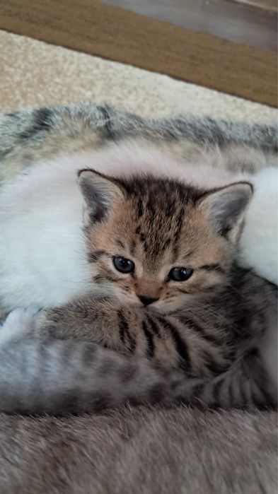 Кошки шотландские