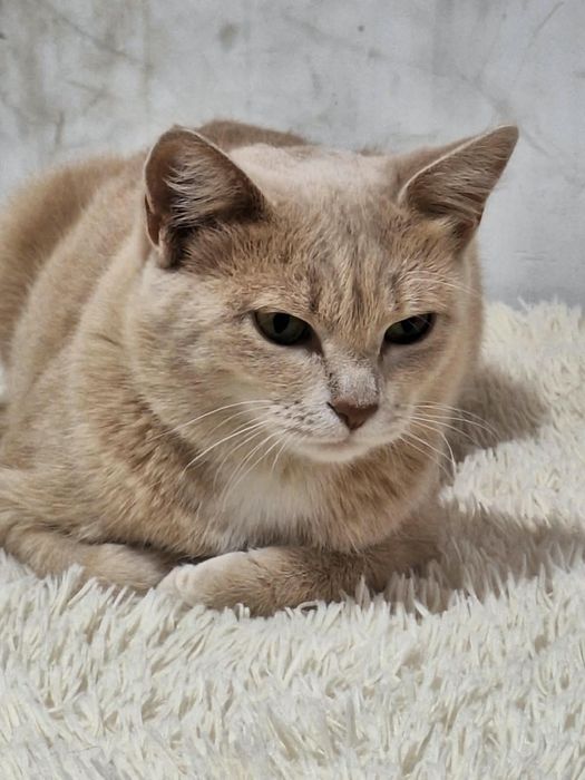 Отдам стерилизованную кошку