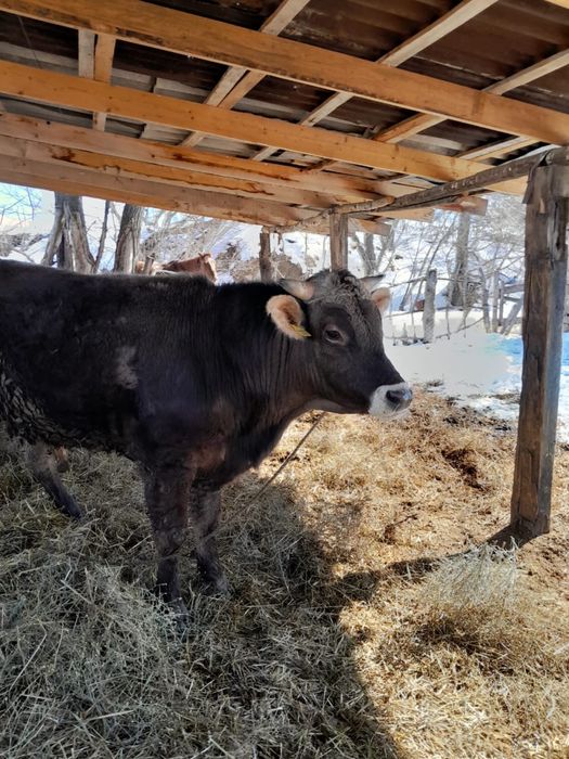 Алатау асыл тұқымды бұқа сатылады