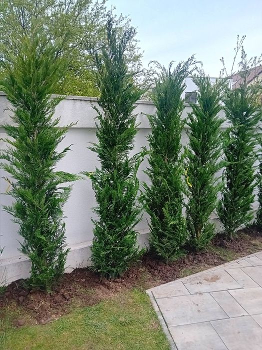 Pepinieră chiparos cupresus leylandi diferite dimensiuni