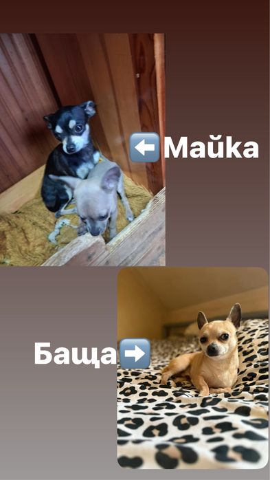 Очарователно женско Чихуахуа търси дом