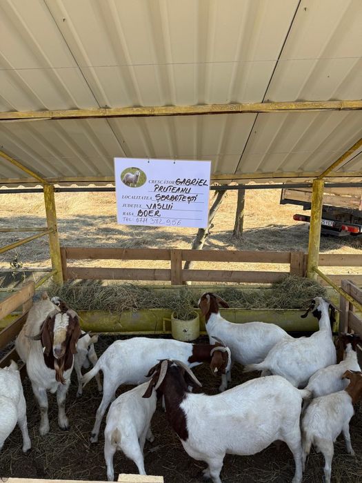 Capre rasa Boer,adulte și iezi