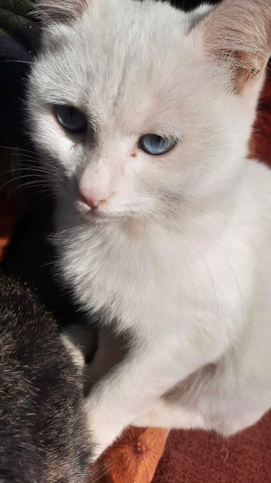 Moviy ko'zli oq noyob mushug