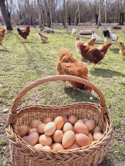 Ouă BIO de la găini crescute în libertate