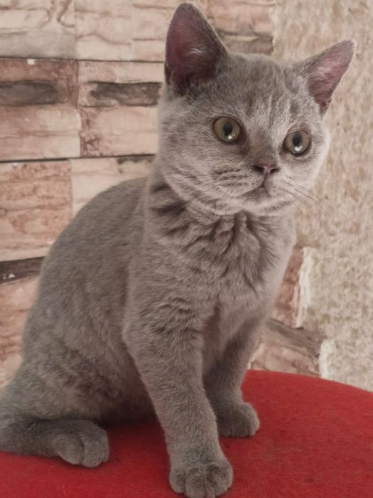 Британский котик