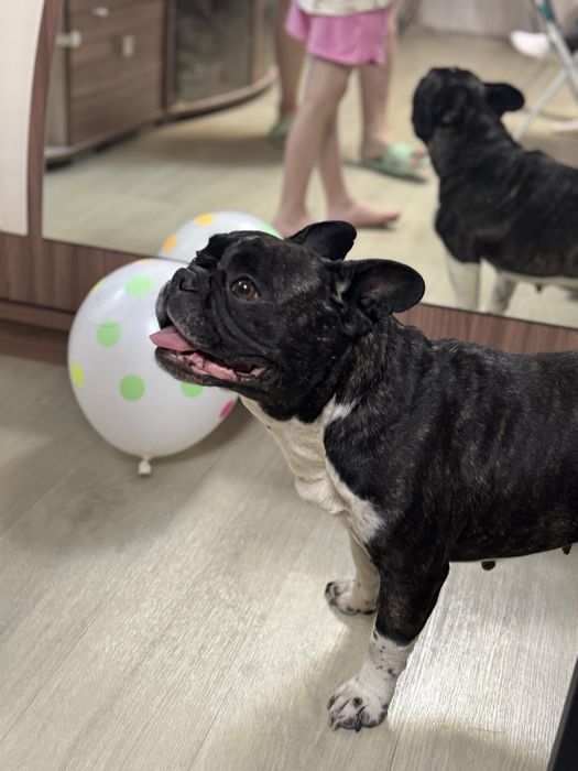 Продам девочку французкий бульдог