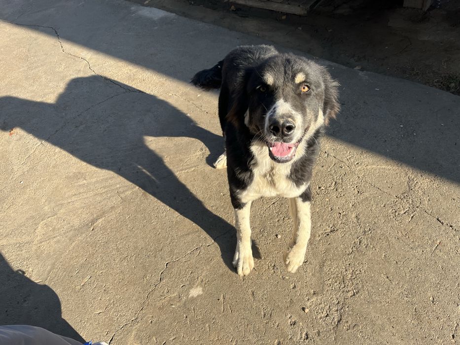 Собака Тигрдың күшігі Белаводтық Евразия чемпионы