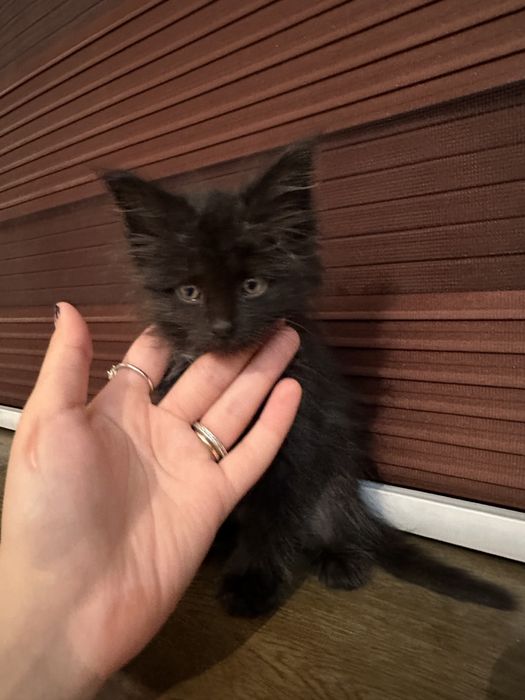 Mushuk sotiladi 1 yarm oylik