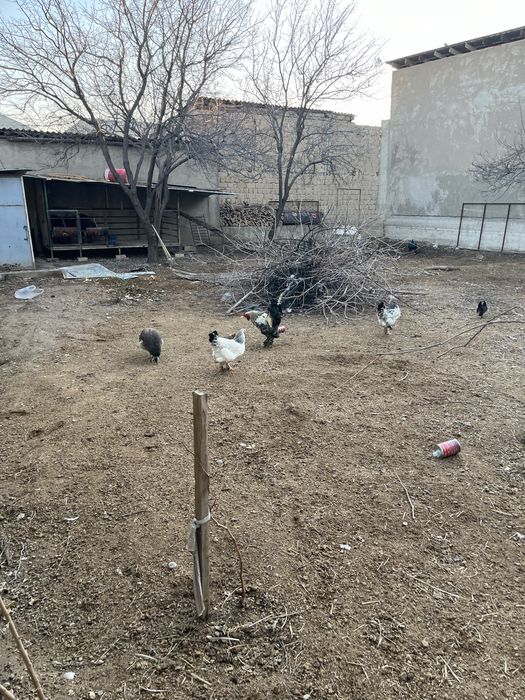 Брама и павлины куры