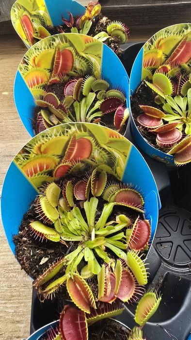 Дионея Венерина Мухоловка