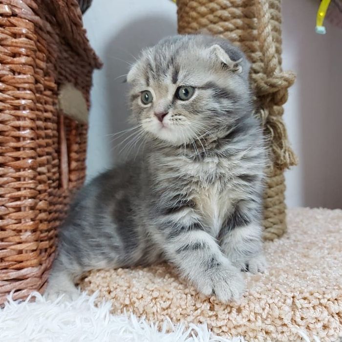 Кошечки и котики  шотландские висЛоуХие