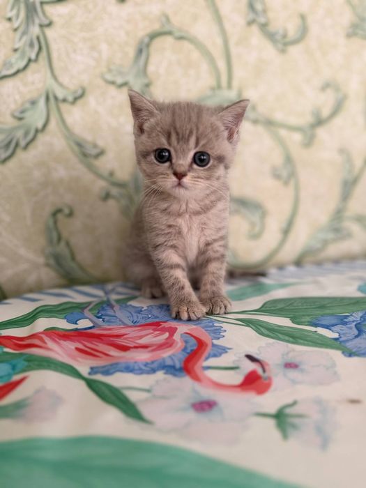 скоттиш страйт девочка