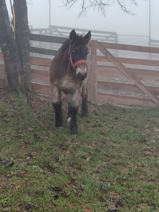 De vânzare minza de 6 luni