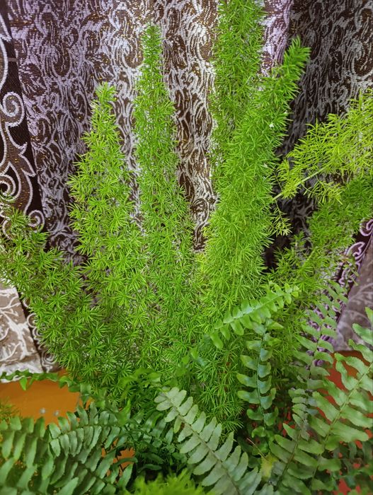 Папоротник и аспарагус