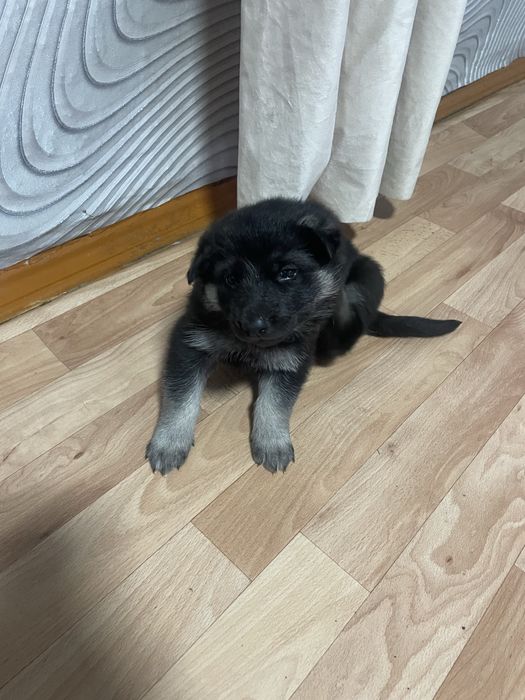 продаются щенки ВЕО