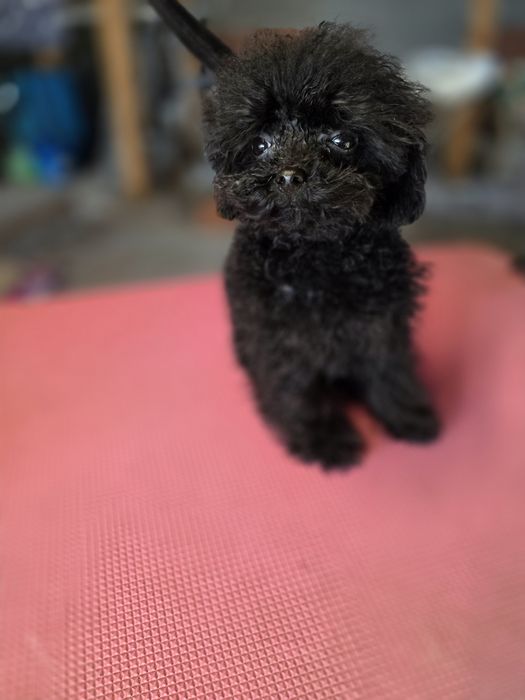 Пудел момче 8 месеца  19см
