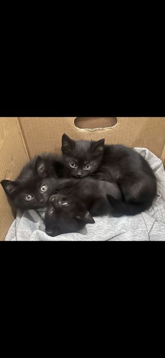 Домашние котята мальчики