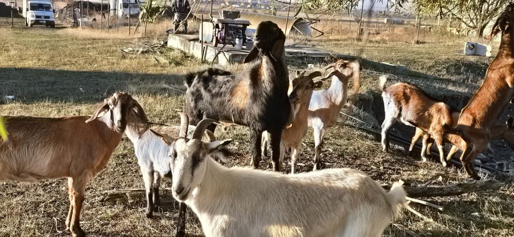 Vând țap Anglo-nubian